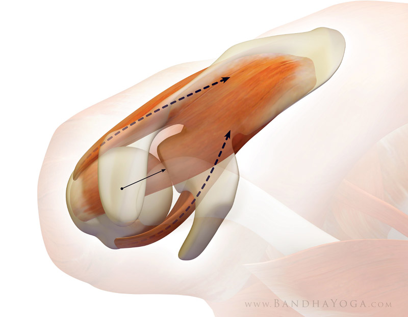 <strong>Subscapularis-Infraspinatus Force Couple</strong> - This image is from <em>Shoulder Biomechanics, Part II: The Infraspinatus & Teres Minor Muscles</em> on the <em>Daily Bandha</em> blog series.